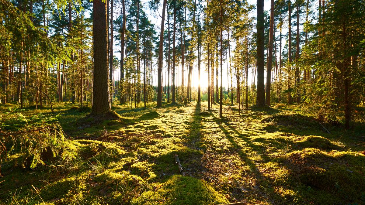 Lichter Kiefernbestand im Gegenlicht, Waldboden mit Moos